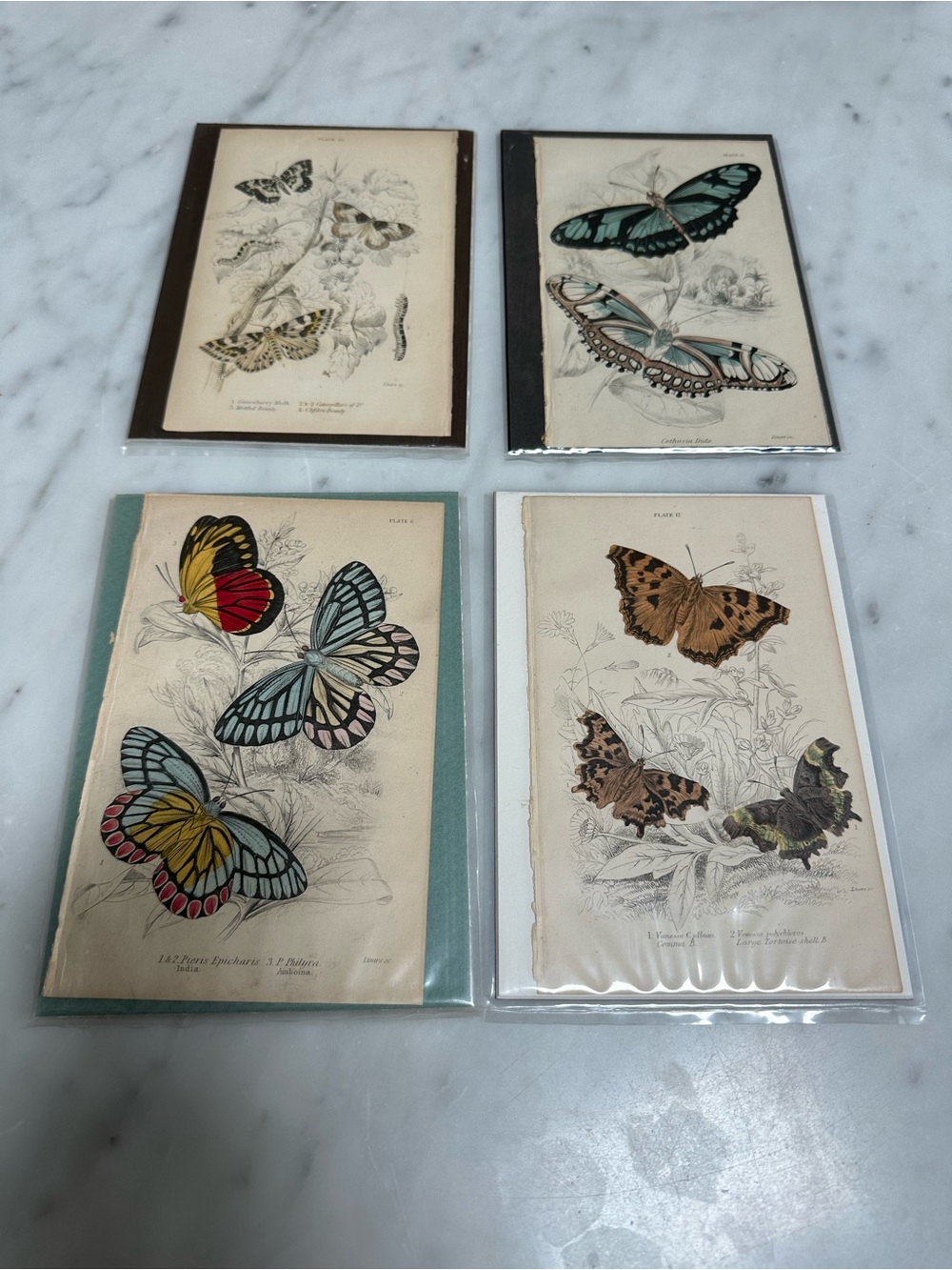 1800s William Jardine The Naturalist Library Rare Butterfly Chromolithographs